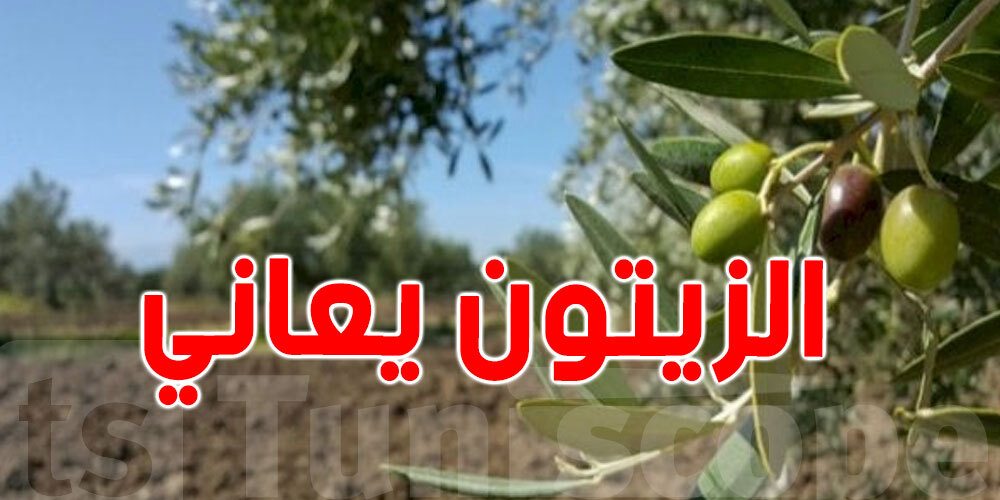 خسائر سنوية في إنتاج الزيتون بتونس و السبب ؟