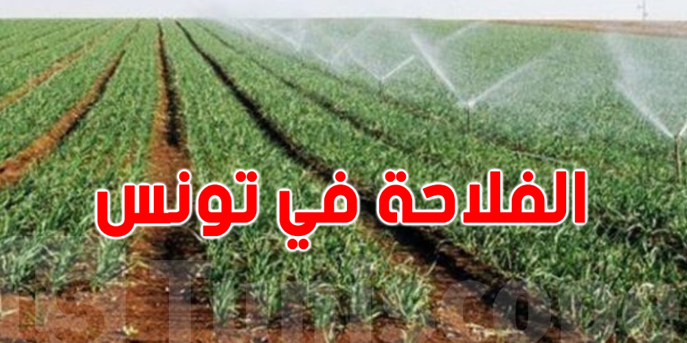   وزارة الفلاحة : 1350 مليون دينار كلفة تثمين مياه أمطار الجنوب الأخيرة