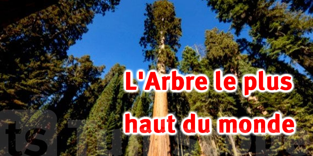 Où se trouve l’arbre le plus haut du monde ?