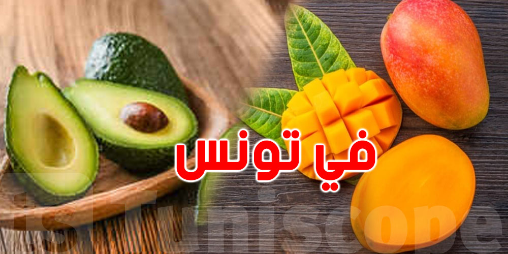 للتوانسة: الأفوكادو والمنڨا صاروا في نابل!