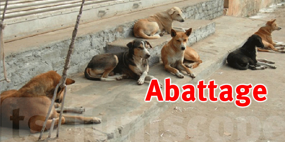 Tataouine : 84 opérations d'abattage de chiens errants en trois mois