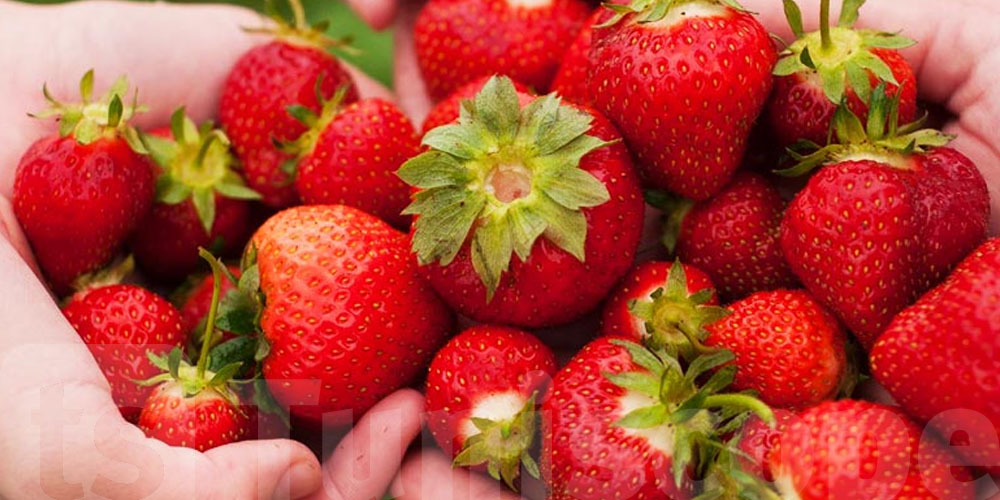 Les fraises au prix de 1 dinar le kilo