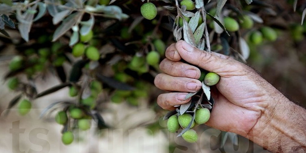 Siliana Le Taux Davancement De La Cueillette Des Olives Est De