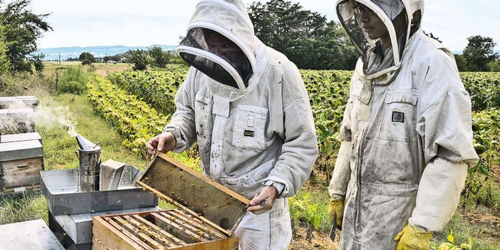 75% des apiculteurs subissent une baisse de production de miel