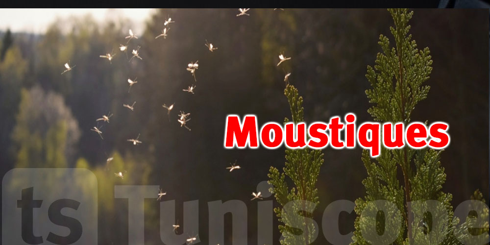 La prolifération prématurée des moustiques exacerbée par les changements climatiques