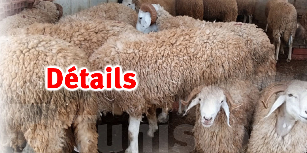Gafsa : 45 000 moutons disponibles pour le sacrifice
