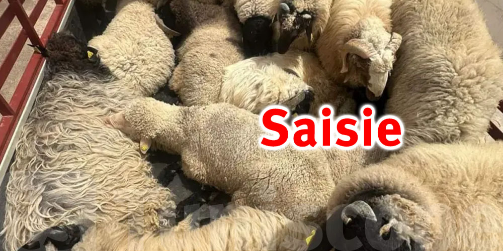 Tataouine : Saisie de 50 têtes de bétail importées illégalement