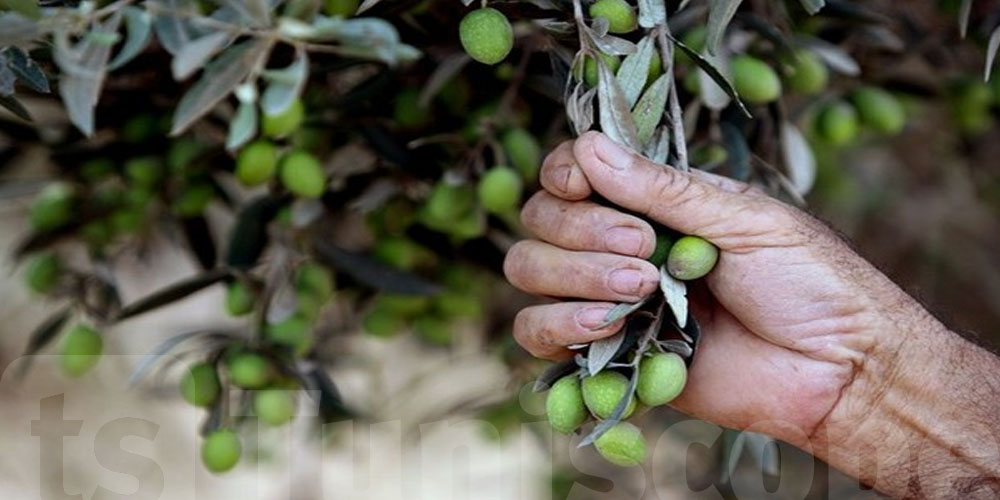 Augmentation des recettes des exportations de l’huile d’olive de 82,7%