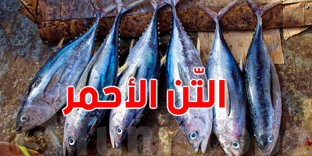 صدور قرار يتعلق بتنظيم صيد التن الأحمر