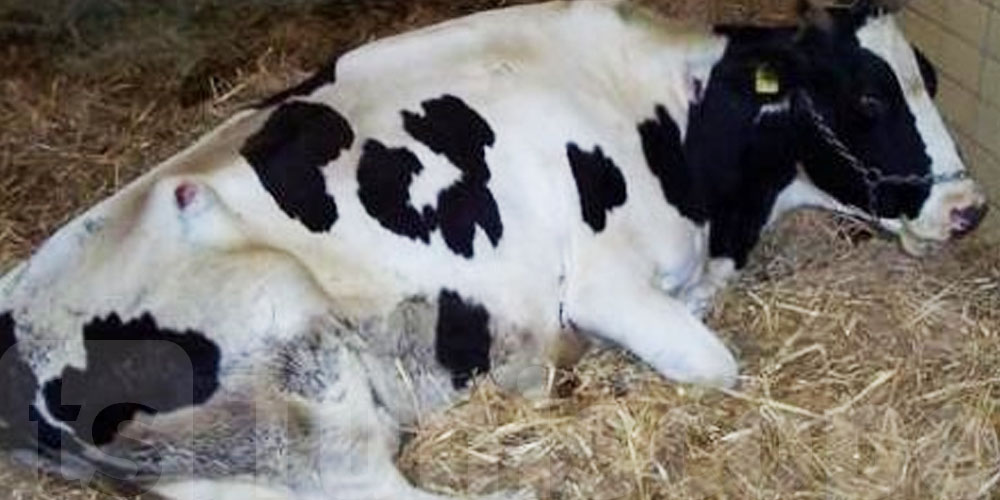 Béja : une vache abattue infectée par l’hépatite menace la santé des consommateurs