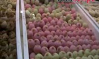 Hlouw El Aid : Fi Dar ou Mil pâtisserie ?