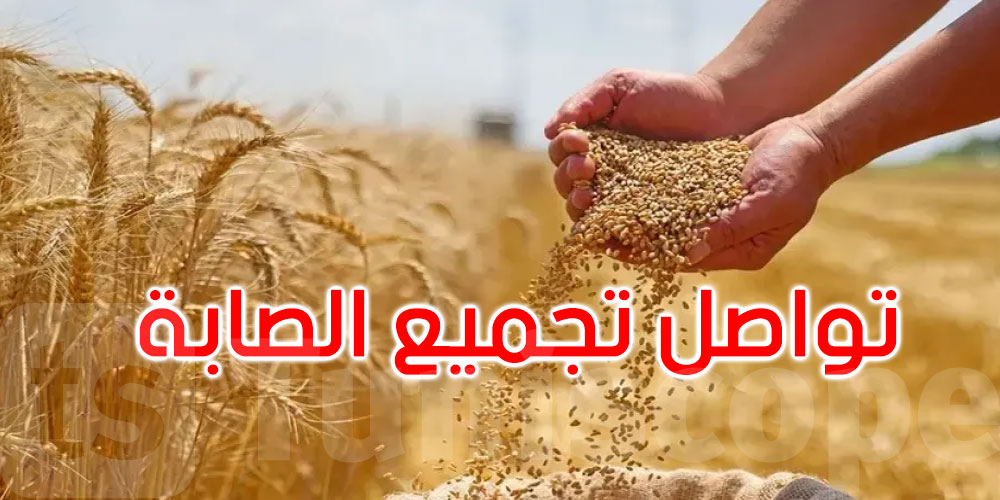 صابة الحبوب: تجميع  992.776 ألف قنطار إلى غاية 4 جوان 2025