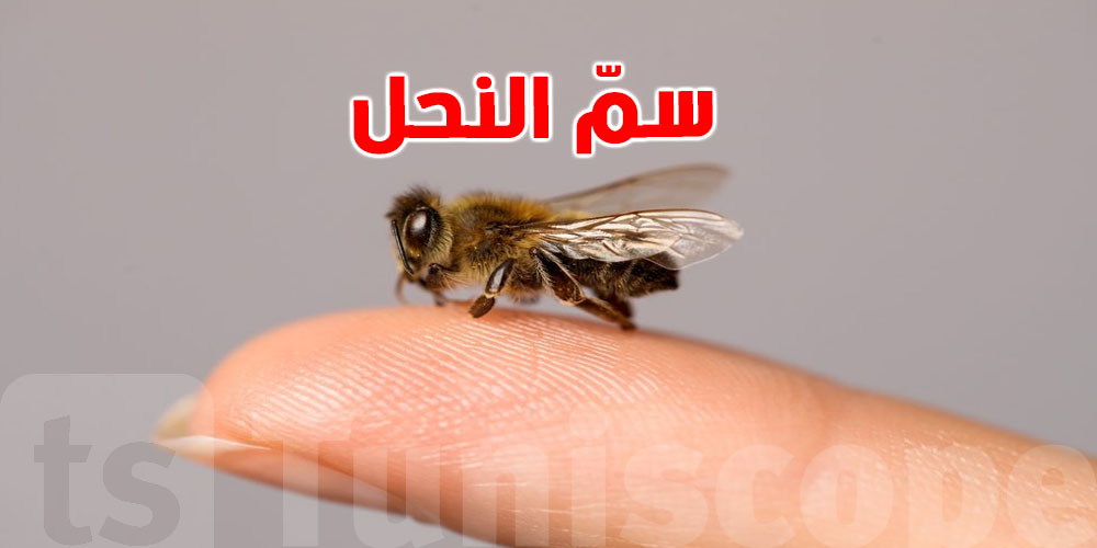 بالحق سمّ النحل يداوي؟ هاو شقالوا العلماء