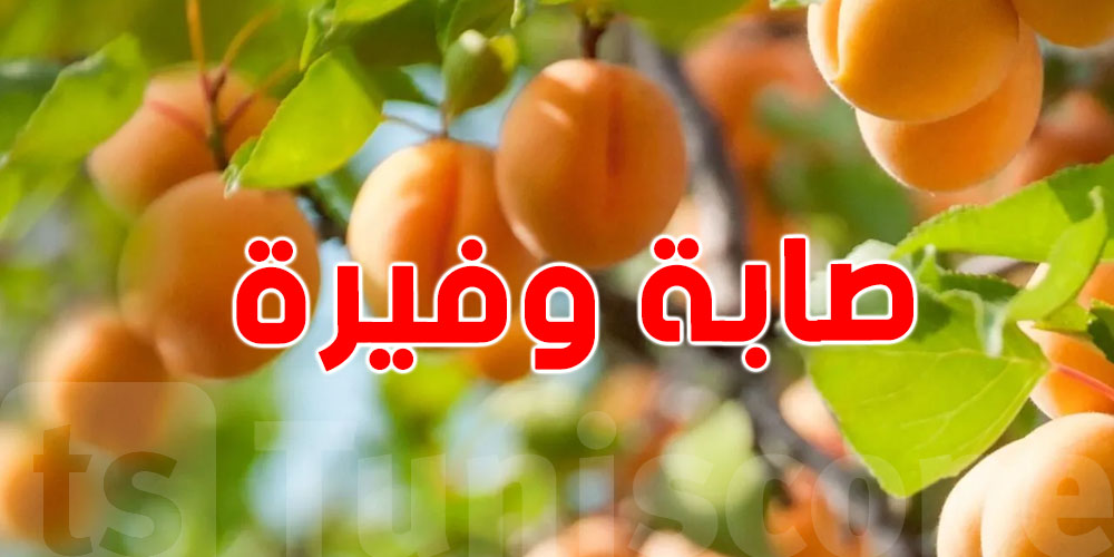القيروان: ارتفاع صابة المشمش إلى 18.2 ألف طن ...وحركية اقتصادية كبيرة