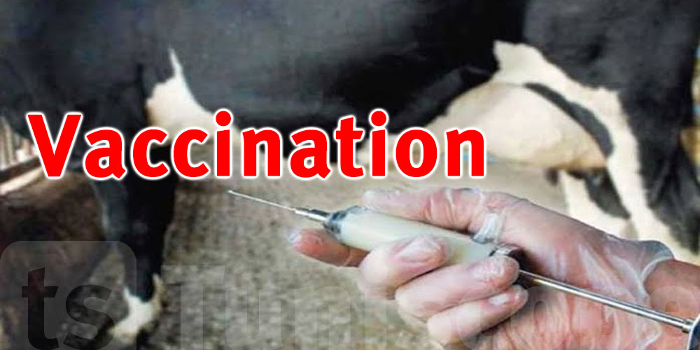 Lancement d’une campagne de vaccination nationale des ruminants