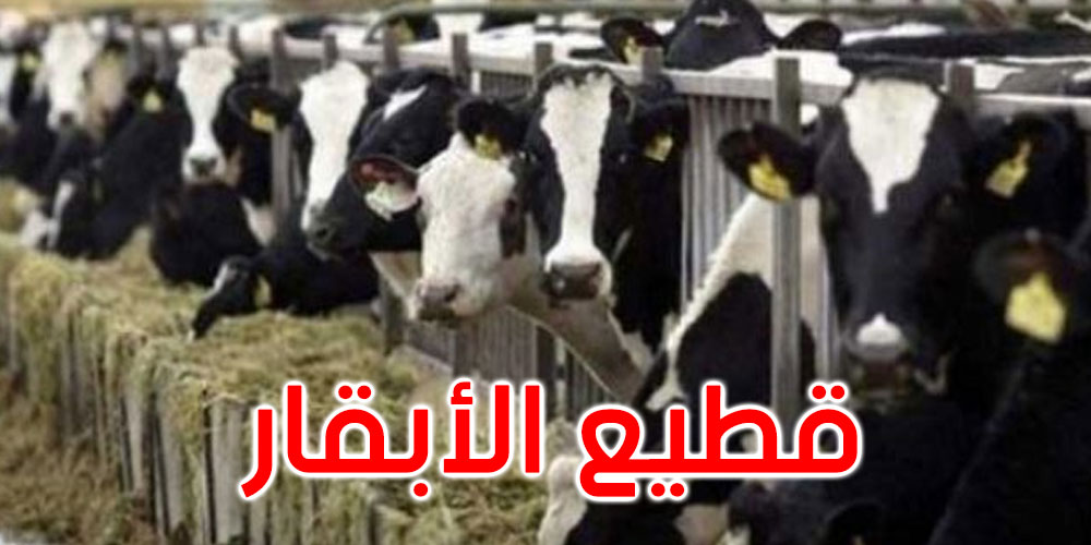  اتحاد الفلاحين: بين 25 و30 بالمائة من قطيع الأبقار مصاب السل