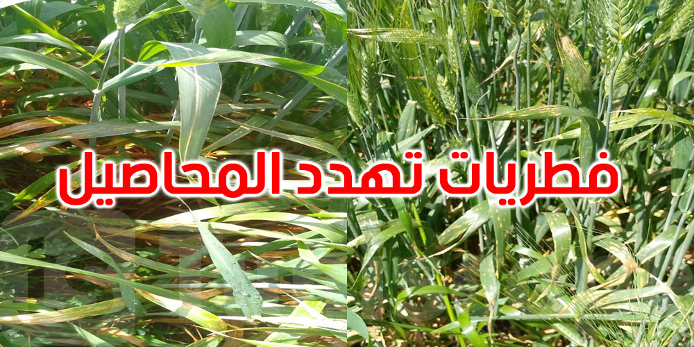 عاجل: وزارة الفلاحة تحذر من انتشار أمراض فطرية تهدد محاصيل القمح بالشمال 