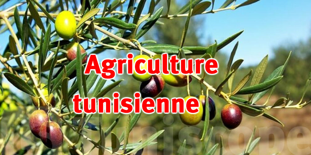 Changement climatique en Tunisie : Quel avenir pour l'agriculture ?