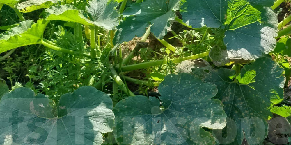 Alerte urgente aux agriculteurs : les pluies de mai pourraient détruire des récoltes entières à cause du ''mildiou''