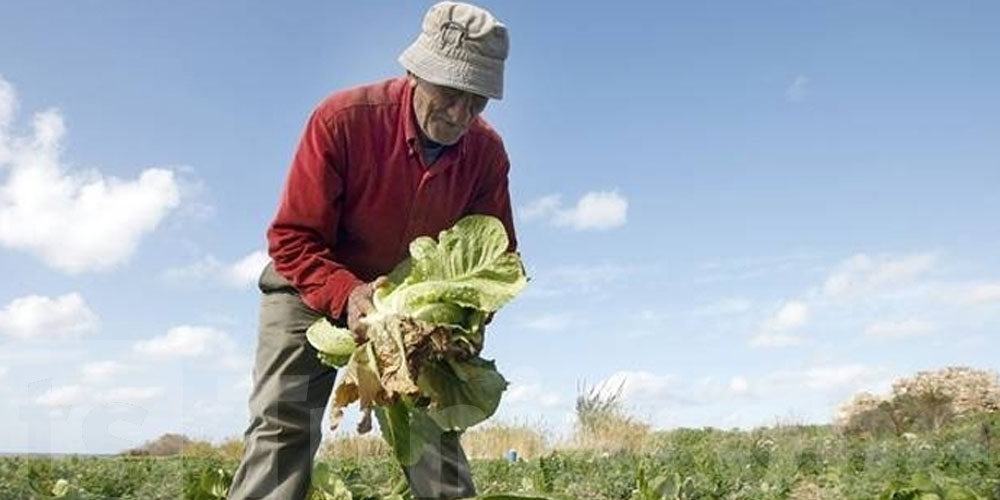 Tunisie : des agriculteurs bénéficient d’une annulation de dettes et d’indemnités pour catastrophes naturelles et Covid-19