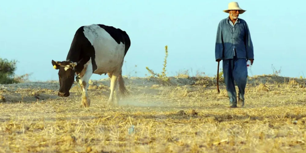 Tunisie : le ministère de l’Agriculture alerte sur un danger imminent menaçant le cheptel