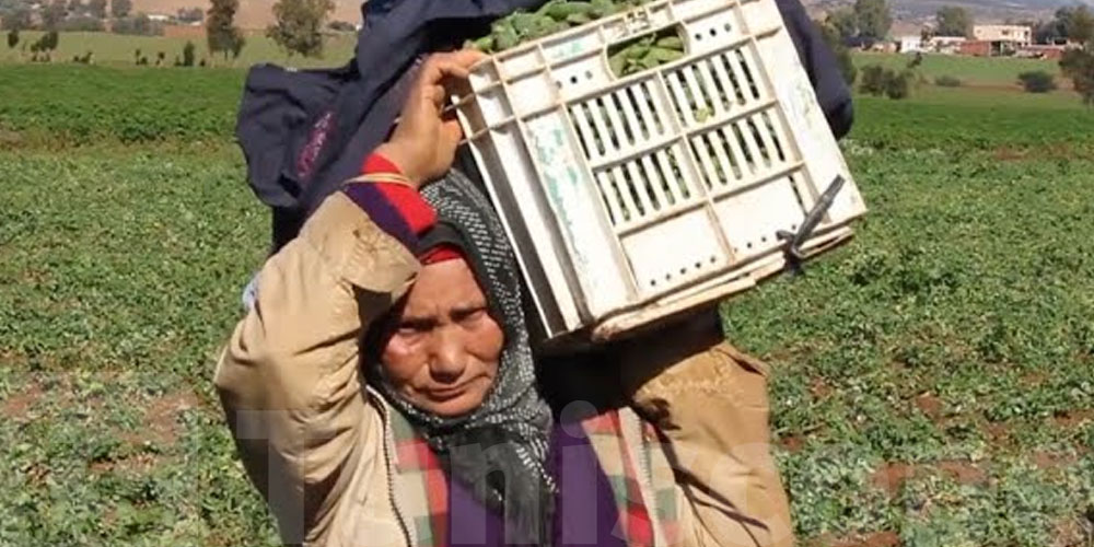 أوضاع صادمة لعاملات الفلاحة : أجور زهيدة، غياب التغطية الاجتماعية