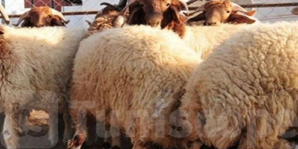 استعدادا للعيد: شركة اللحوم تعلن عن استشارة لتوفير 3000 أضحية 