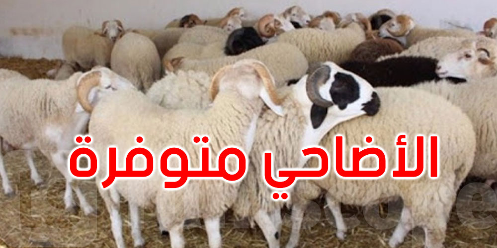 رئيس اتحاد الفلاحة: أضاحي العيد متوفرة وهكذا ستكون أسعارها..