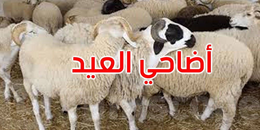 اتحاد الفلاحين: الاتفاق على بيع أضاحي العيد بسعر 21,900 دينار للكغ الحي