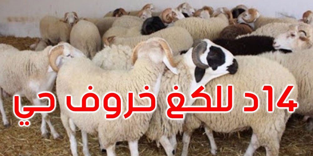  اتحاد الفلاحة: الاتفاق على بيع أضاحي العيد بـ 14 دينارا للكلغ خروف حيّ