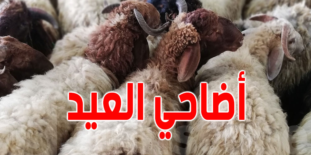 القيروان: انطلاق بيع الأضاحي بالميزان في سوق الجملة بداية من 26 ماي