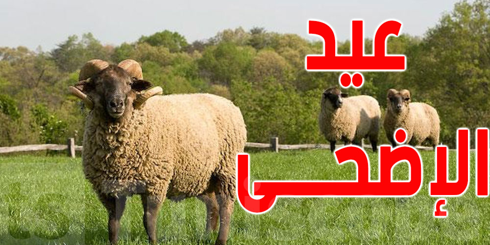  للتوانسة ...أسعار معقولة للأَضاحي موجودة في هذه النقاط   