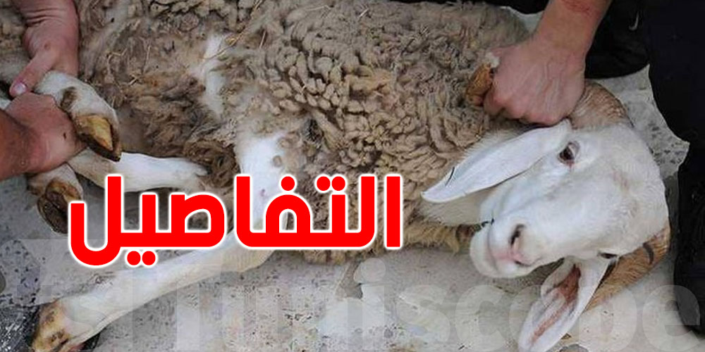 توصيات لضمان أضاحي سليمة وعيد بصحة جيّدة