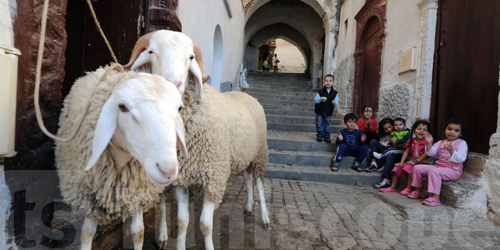 عاجل -  بلدية تونس تحسم الجدل: أماكن مخصصة للأضاحي.. ''العلوش'' مش في الدار