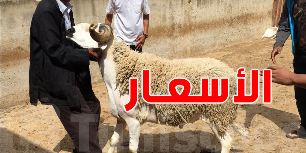 عاجل: العيد الكبير على الأبواب..شوف سوم ''العلوش'' قداش باش يوصل