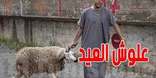 خبر يفرّح برشا: تنجم تشري علوش بـ900 د أكاهو!