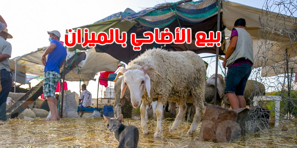 بش تشري ''علّوش'' من نقاط بيع الأضاحي بالميزان لازمك تستظهر ببطاقة التعريف
