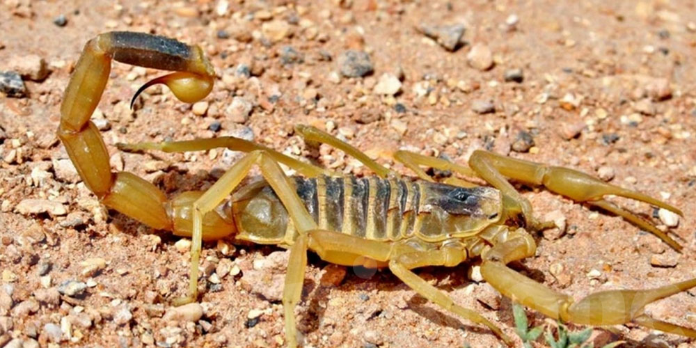Une piqûre de scorpion tue une femme enceinte : comment réagir dans de tels cas ?