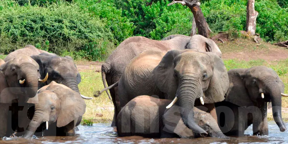 دولة إفريقية تهدد بإرسال 20 ألف فيل إلى ألمانيا
