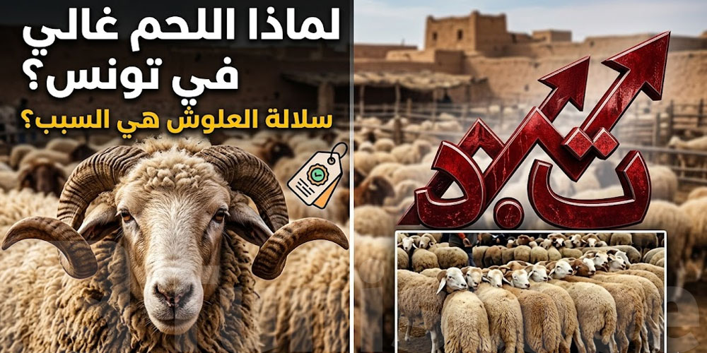 علاش لحم ''العلوش غالي في تونس؟السلالة هي السبب؟الحقيقة الكاملة