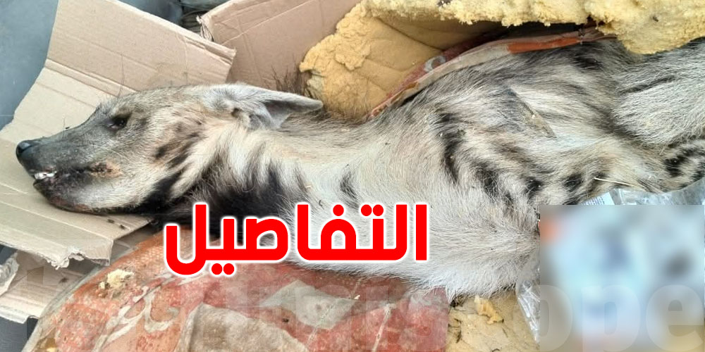 عاجل: يصطادون ضبعا لممارسة الشعوذة في نابل