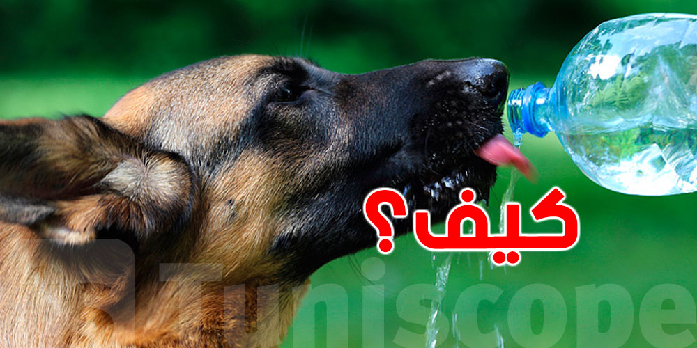 في الصيف التونسي: كيف تحمي حيوانك من ضربة الشمس والموت المفاجئ؟