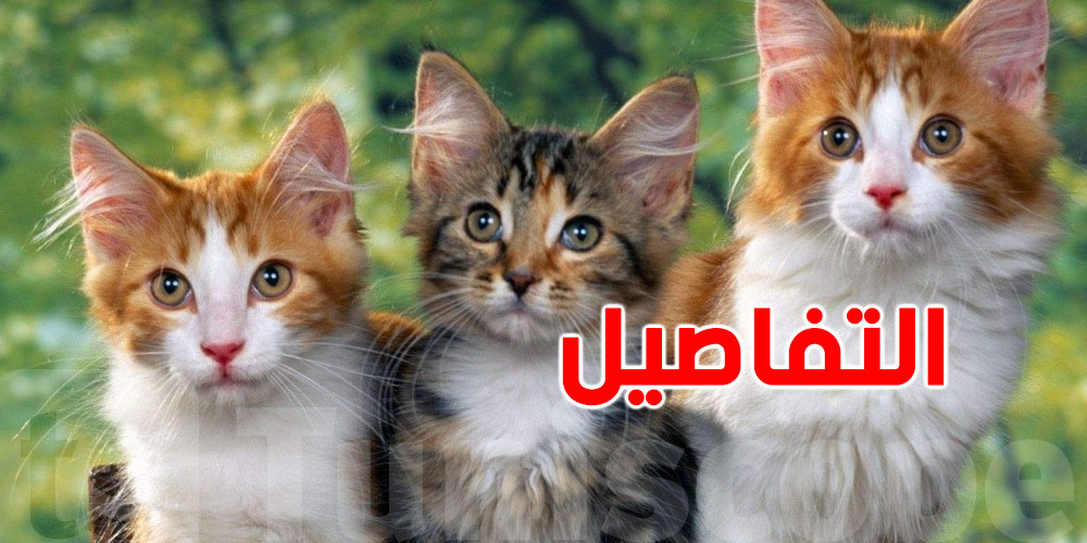  عاجل: برشة عقوبات بالسجن والغرامة في اقتراح قانون حماية الحيوان