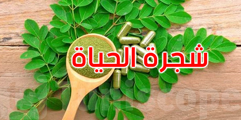المورينغا... الشجرة المعجزة التي قد تغيّر صحتك!