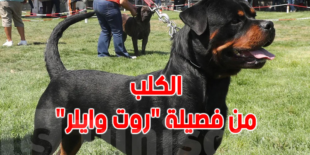 كلبان يفترسان طفلا داخل مركز رعاية...مأساة في  في جورجيا بأميركا