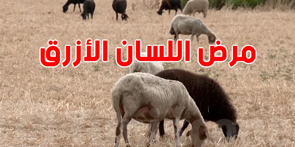 خطير ولا لا؟ مرض اللسان الأزرق وصل لبعض المناطق التونسية