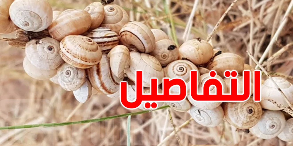 عاجل في نابل: يلتهم الخضر والزيتون والتّين والرمّان