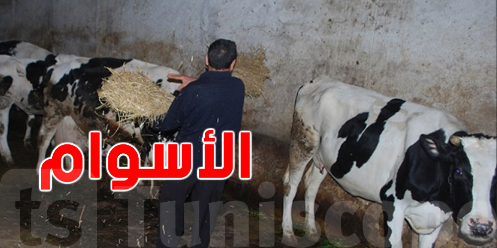 عاجل: أسوام الأبقار في تونس ترتفع إلى مستويات قياسية..قداش وعلاش؟