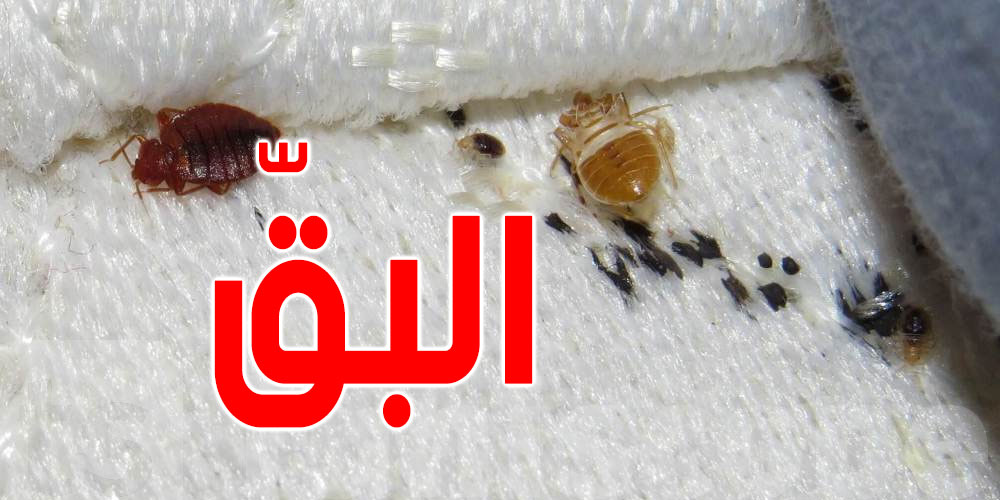 المغرب: حالة استنفار اثر اكتشاف حشرة 