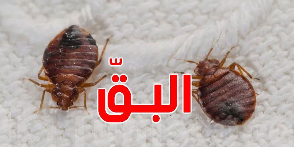 بق الفراش يثير الذعر في هذه البلاد